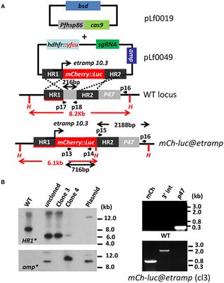 A P. falciparum NF54 Reporter Line Expressing mCherry-Luciferase in Gametocytes, Sporozoites, and Liver-Stages